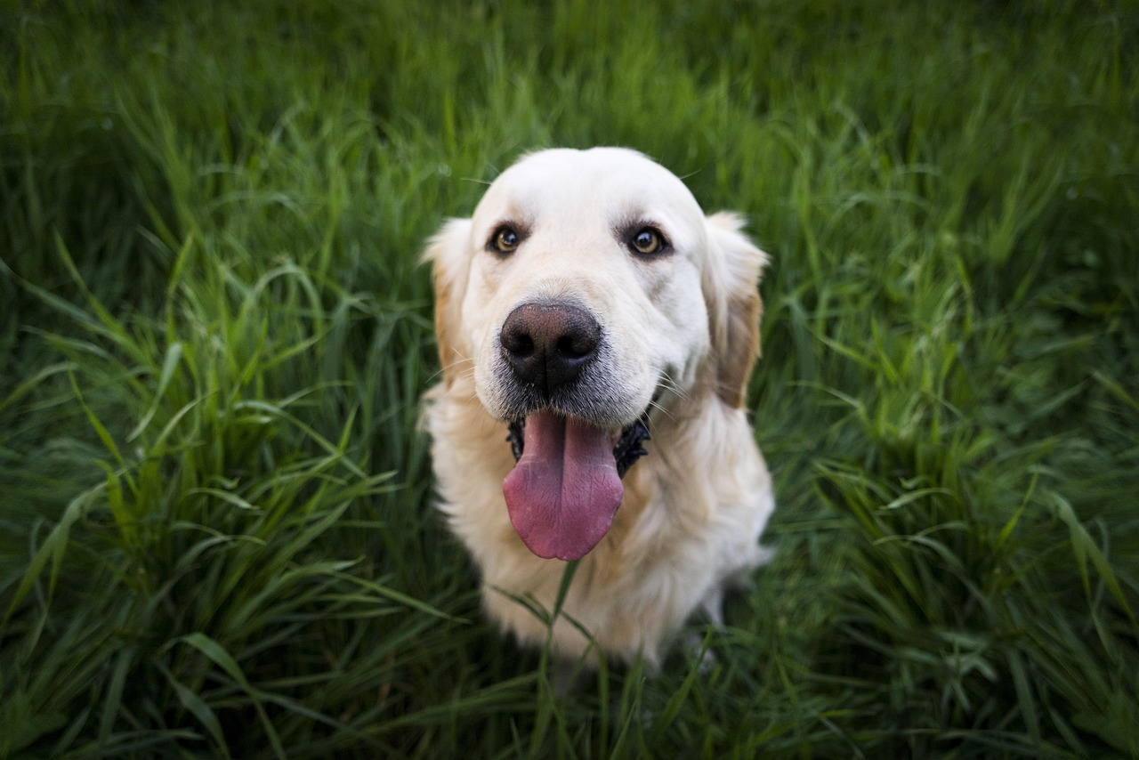 Golden Retriever walking comfortably outdoors in a custom-fitted two-wheel canine mobility cart.