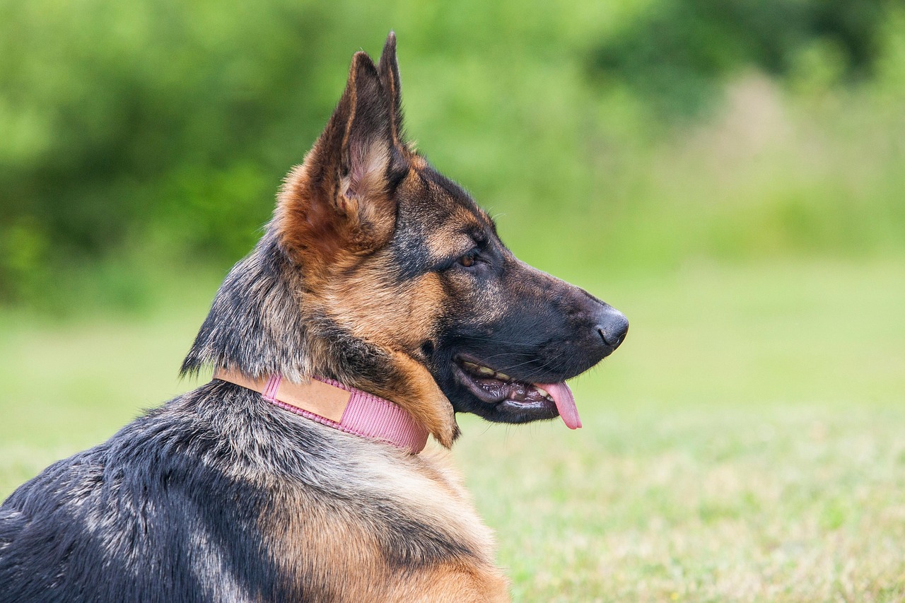 A dog owner comforting a German Shepherd resting on padded blankets during post-ictal recovery.
