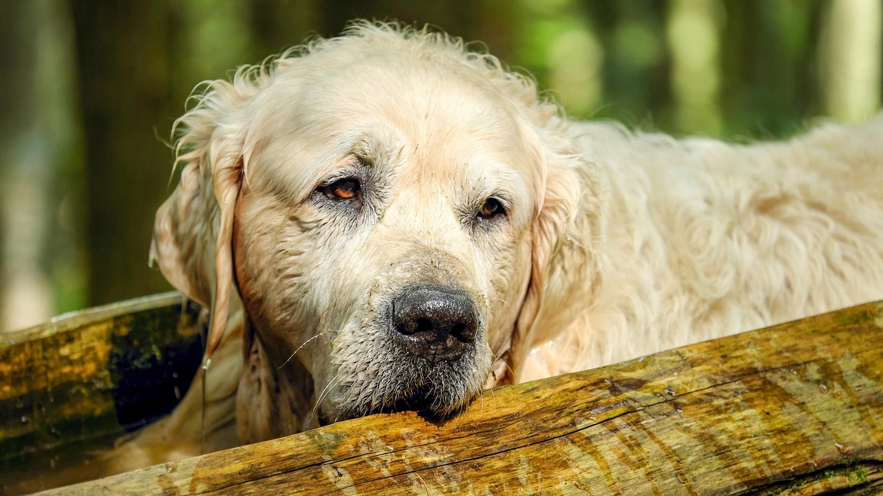 A golden retriever resting calmly on a dog bed next to a pet owner holding a medical care journal.