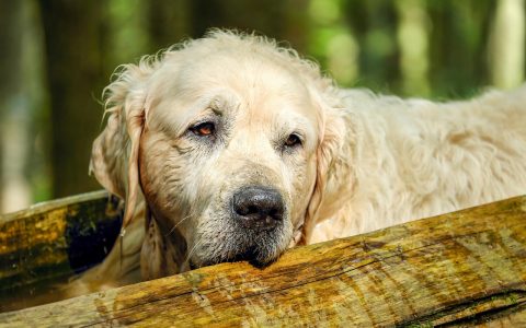 A golden retriever resting calmly on a dog bed next to a pet owner holding a medical care journal.