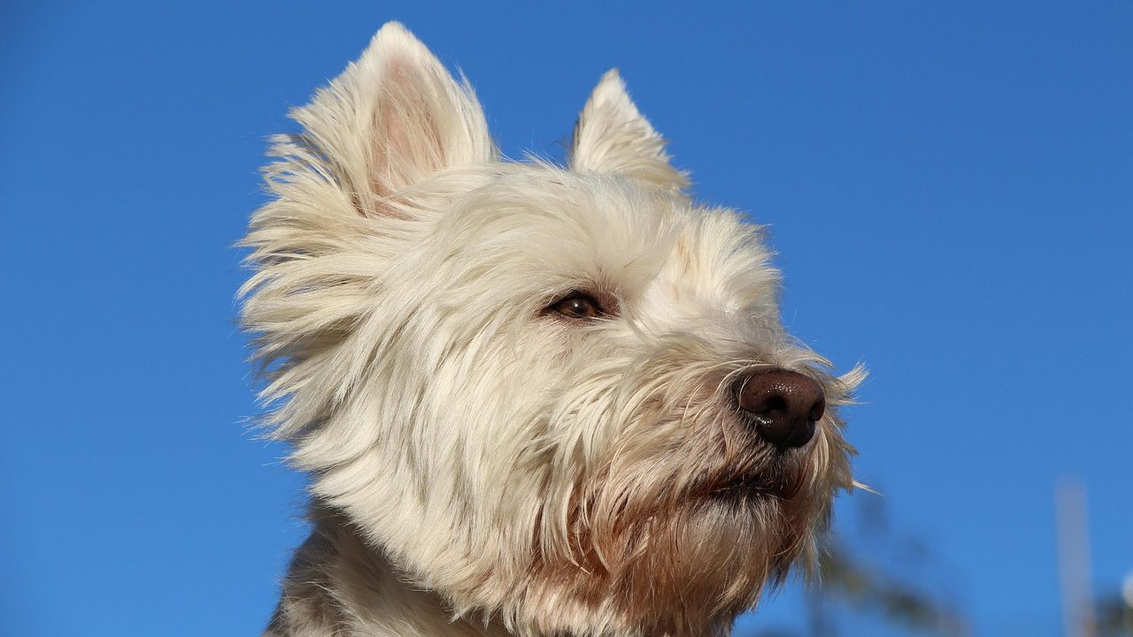 Senior West Highland White Terrier resting comfortably on a dog bed during home respiratory care.