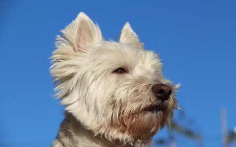 Senior West Highland White Terrier resting comfortably on a dog bed during home respiratory care.