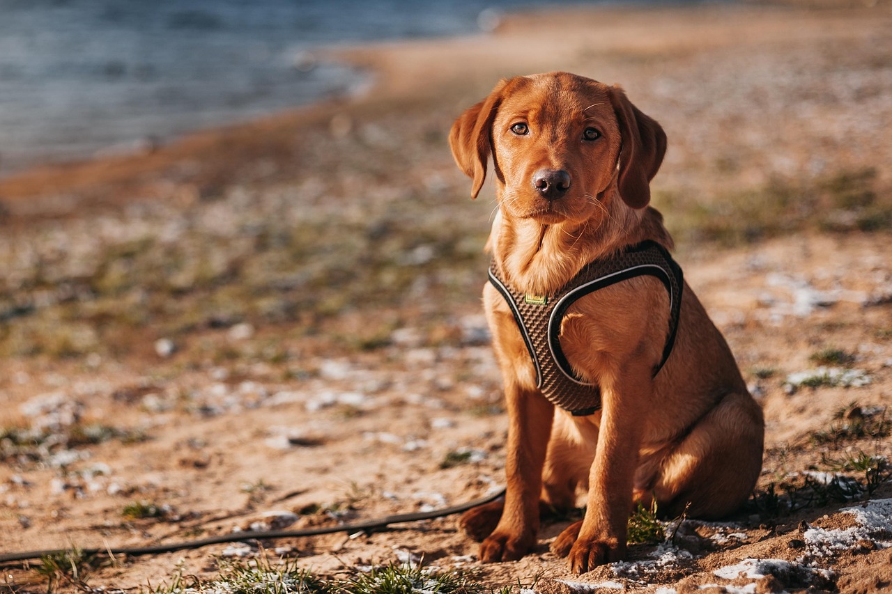 Close-up of a properly adjusted dog harness distributing pressure evenly across the chest away from the throat