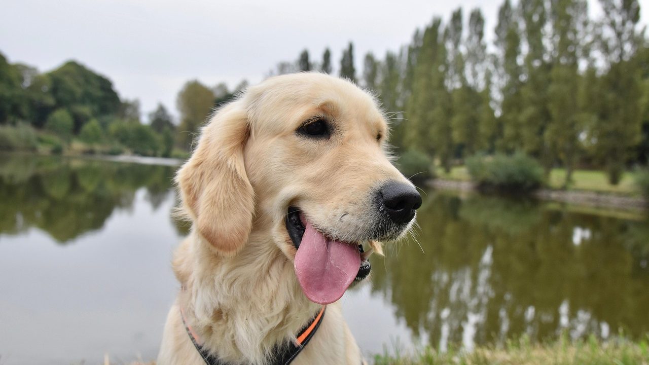 Senior Golden Retriever wearing a chest harness resting comfortably on an orthopedic dog bed