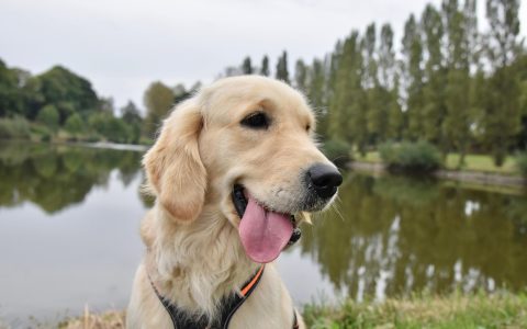 Senior Golden Retriever wearing a chest harness resting comfortably on an orthopedic dog bed