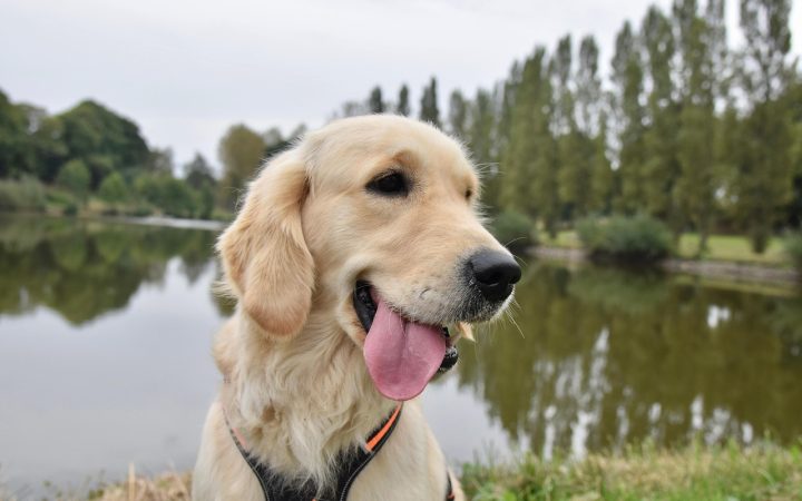 Senior Golden Retriever wearing a chest harness resting comfortably on an orthopedic dog bed