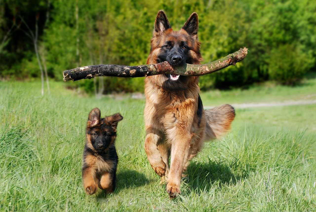 A person practicing passive range-of-motion exercises on a dog's hind leg on a non-slip floor mat.