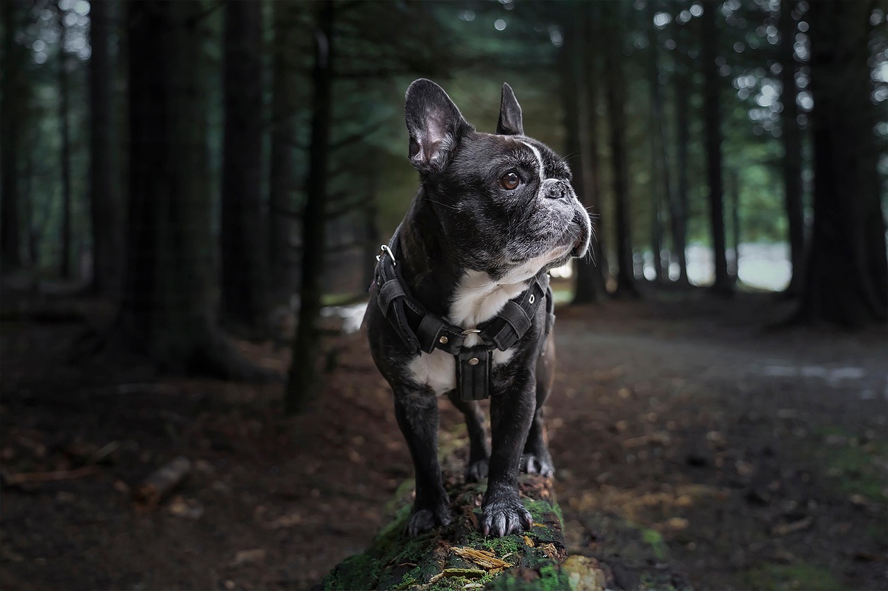 A dog on a short leash and chest harness doing a controlled rehabilitation walk on flat grass.