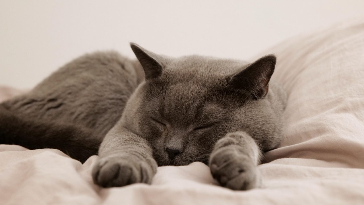 Senior cat resting comfortably on a soft towel prepared for home fluid therapy.