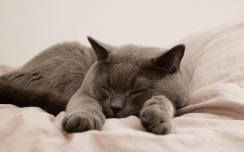 Senior cat resting comfortably on a soft towel prepared for home fluid therapy.