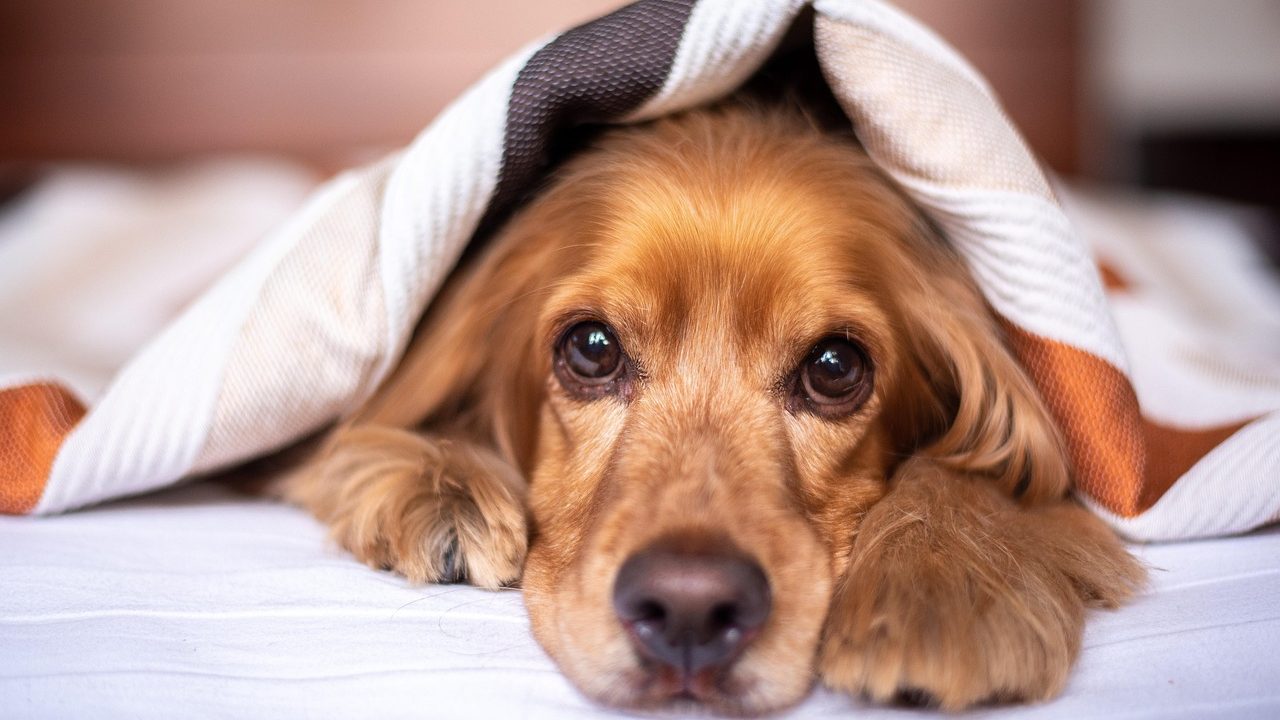 Senior dog resting comfortably on an orthopedic bed being gently stroked by an owner in a sunny living room.