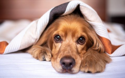 Senior dog resting comfortably on an orthopedic bed being gently stroked by an owner in a sunny living room.