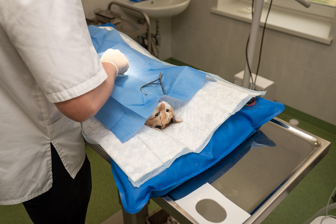 Veterinarian consulting with a dog owner about anti-anxiety treatment options.