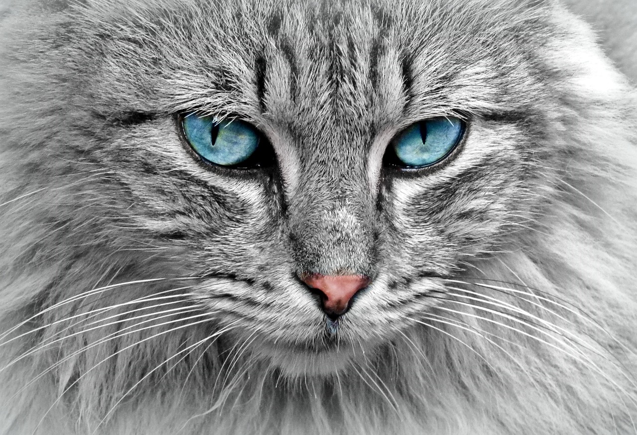 A close-up view of a cat's scruff being lifted to demonstrate proper subcutaneous fluid administration technique.