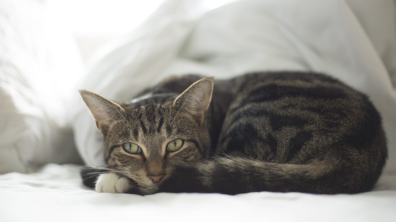 A comfortable senior cat resting peacefully on a blanket near pet medication and specialized diet food.