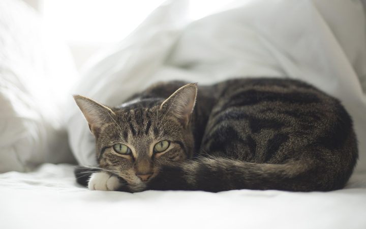 A comfortable senior cat resting peacefully on a blanket near pet medication and specialized diet food.