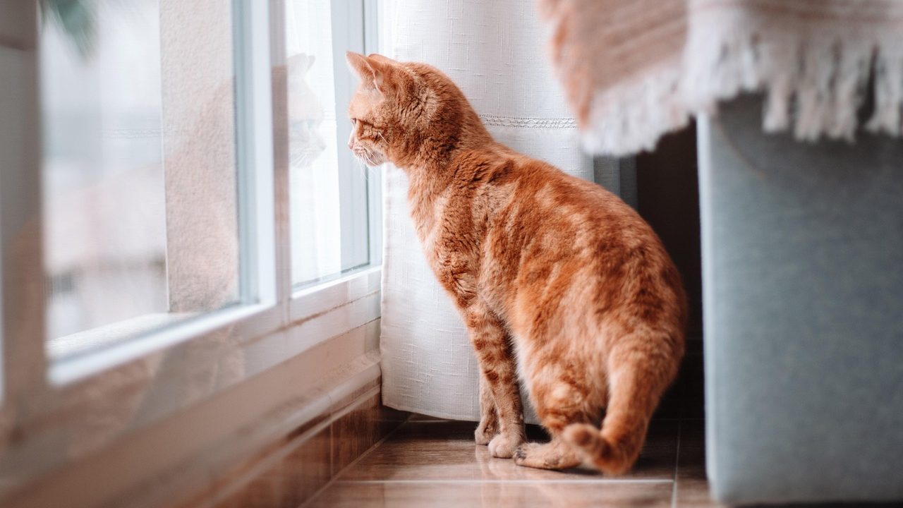 A domestic cat resting comfortably indoors near a sunlit window