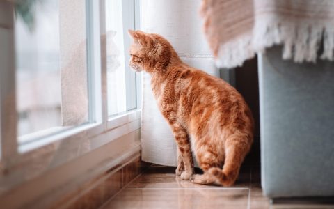A domestic cat resting comfortably indoors near a sunlit window