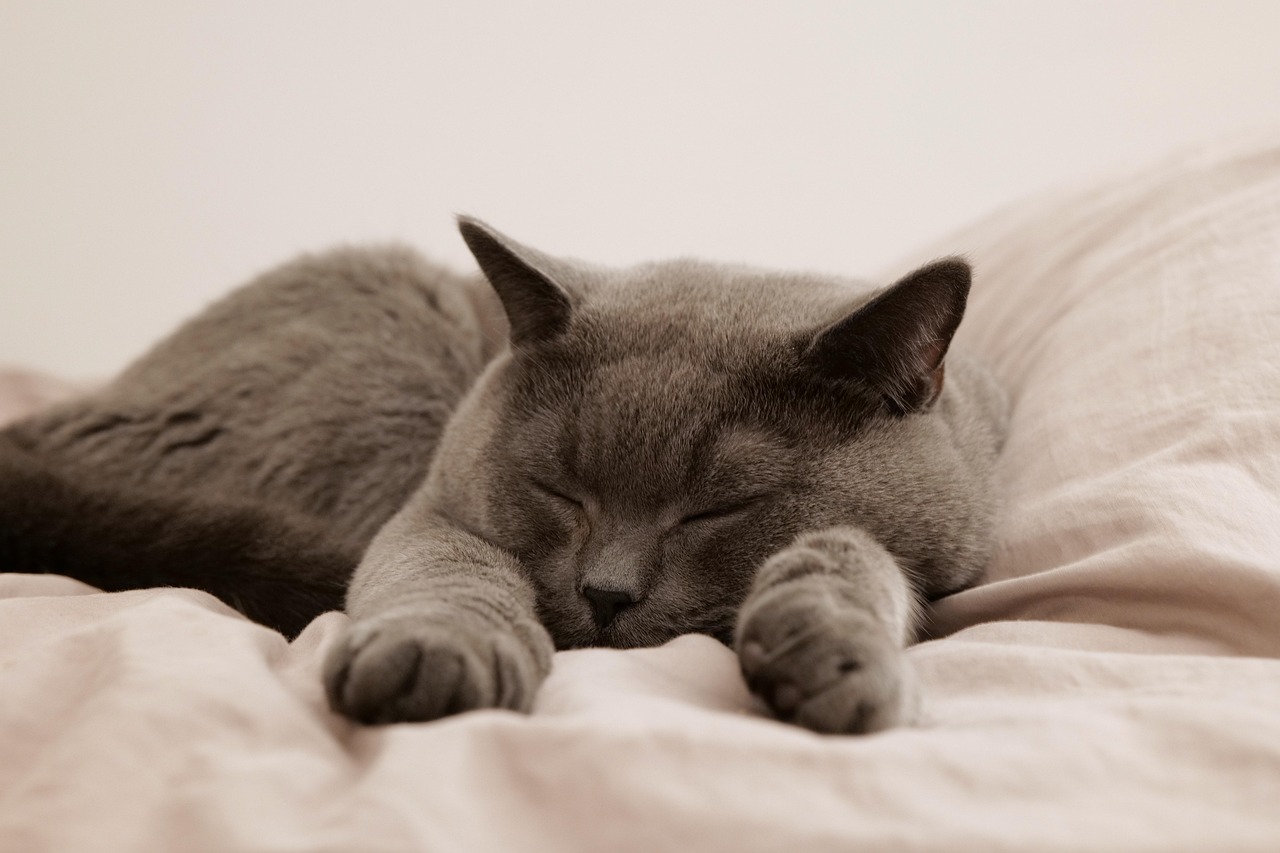 A quiet cat sanctuary setup with soft bedding and elevated resting spots.