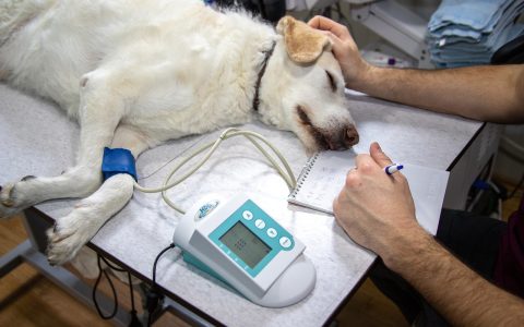 Senior cat undergoing a physical examination at a veterinary clinic for hyperthyroidism treatment evaluation.