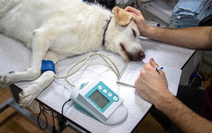 Senior cat undergoing a physical examination at a veterinary clinic for hyperthyroidism treatment evaluation.