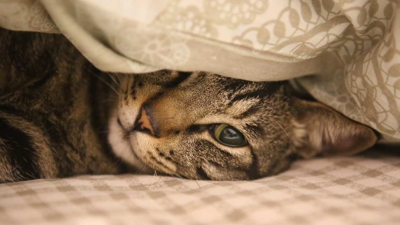 A peaceful cat resting on a soft blanket while an owner monitors its breathing nearby.