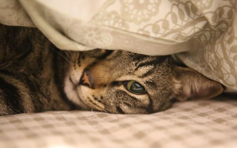 A peaceful cat resting on a soft blanket while an owner monitors its breathing nearby.