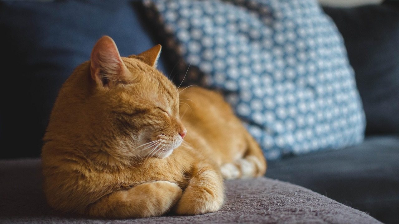 Calm cat resting on a window perch near a modern pet water fountain.