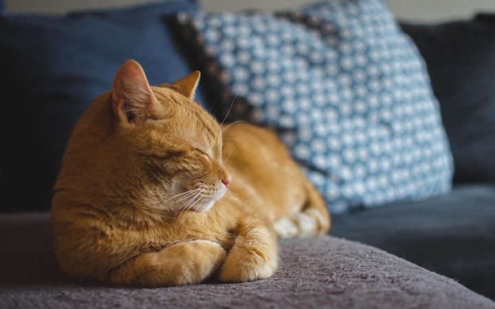 Calm cat resting on a window perch near a modern pet water fountain.