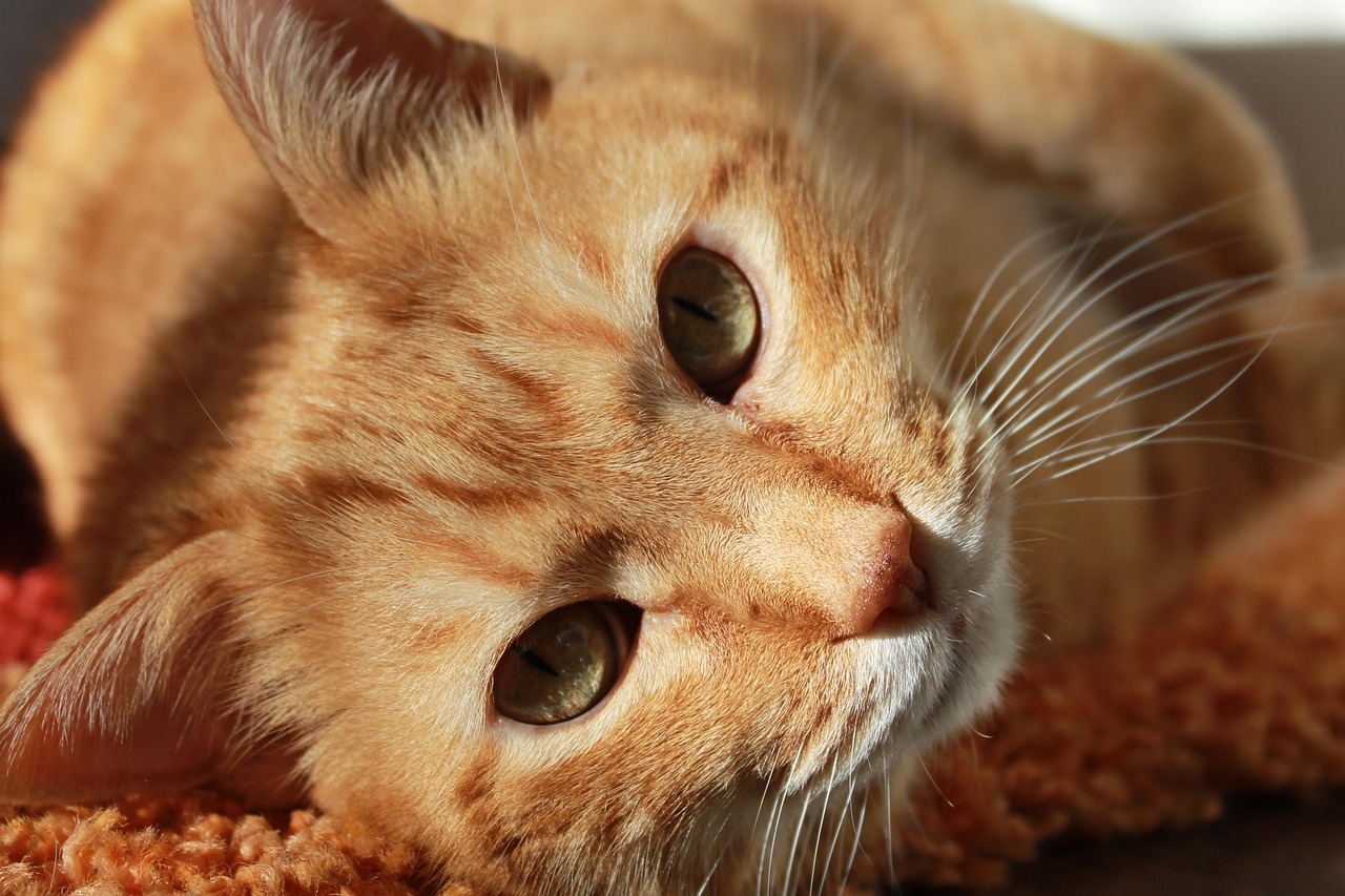 A pet owner placing a wide, low-rimmed dish near a senior tabby cat resting on a soft blanket.