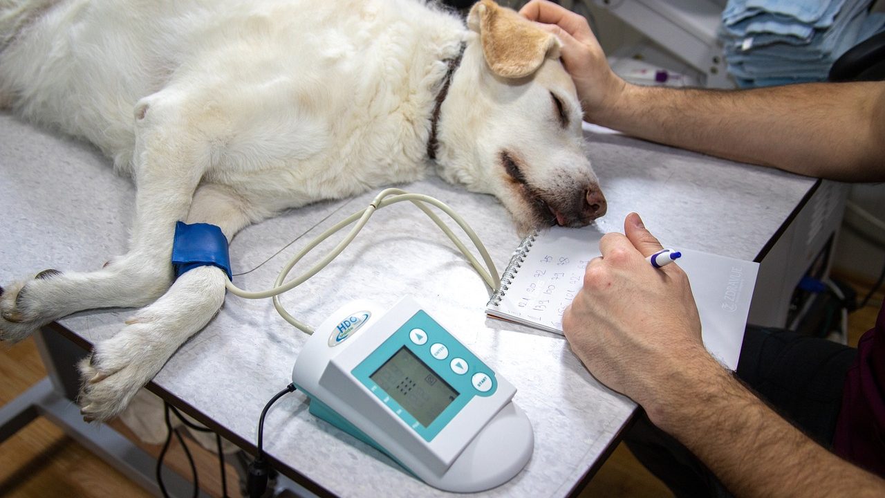 Veterinarian examining a cat on an examination table during an oncology consultation.