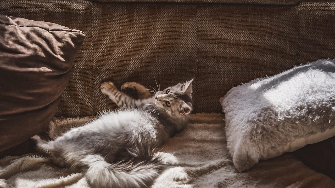 A peaceful domestic cat resting comfortably on a warm fleece blanket in a quiet home environment.