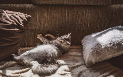 A peaceful domestic cat resting comfortably on a warm fleece blanket in a quiet home environment.