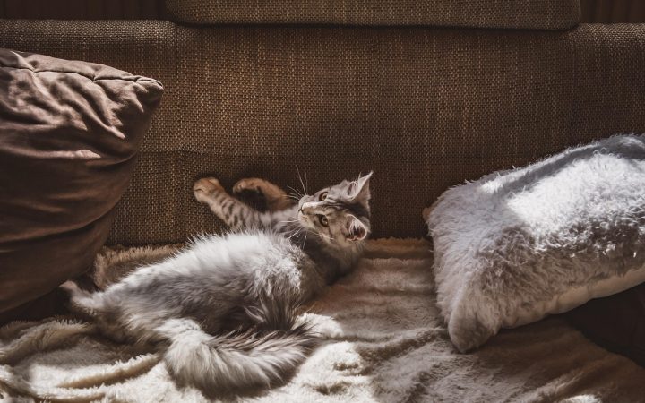 A peaceful domestic cat resting comfortably on a warm fleece blanket in a quiet home environment.