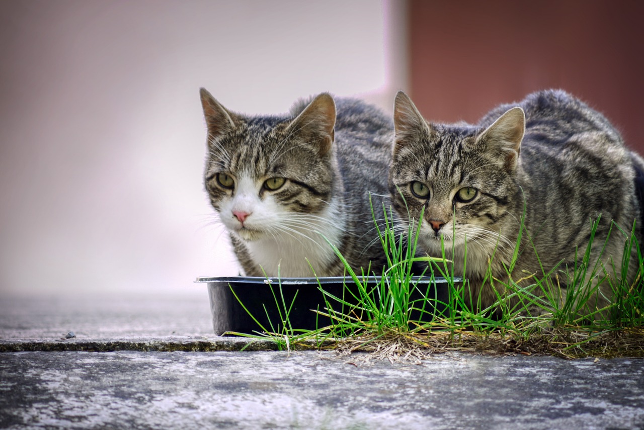 A bowl of soft cat food diluted with warm water prepared for post-extraction recovery.