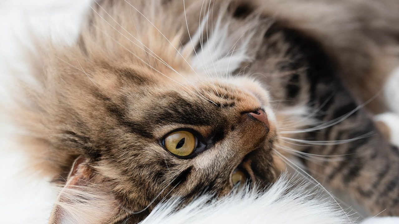 A domestic cat resting comfortably on a soft blanket during recovery at home.