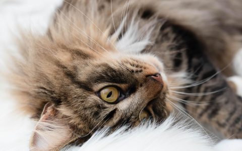 A domestic cat resting comfortably on a soft blanket during recovery at home.
