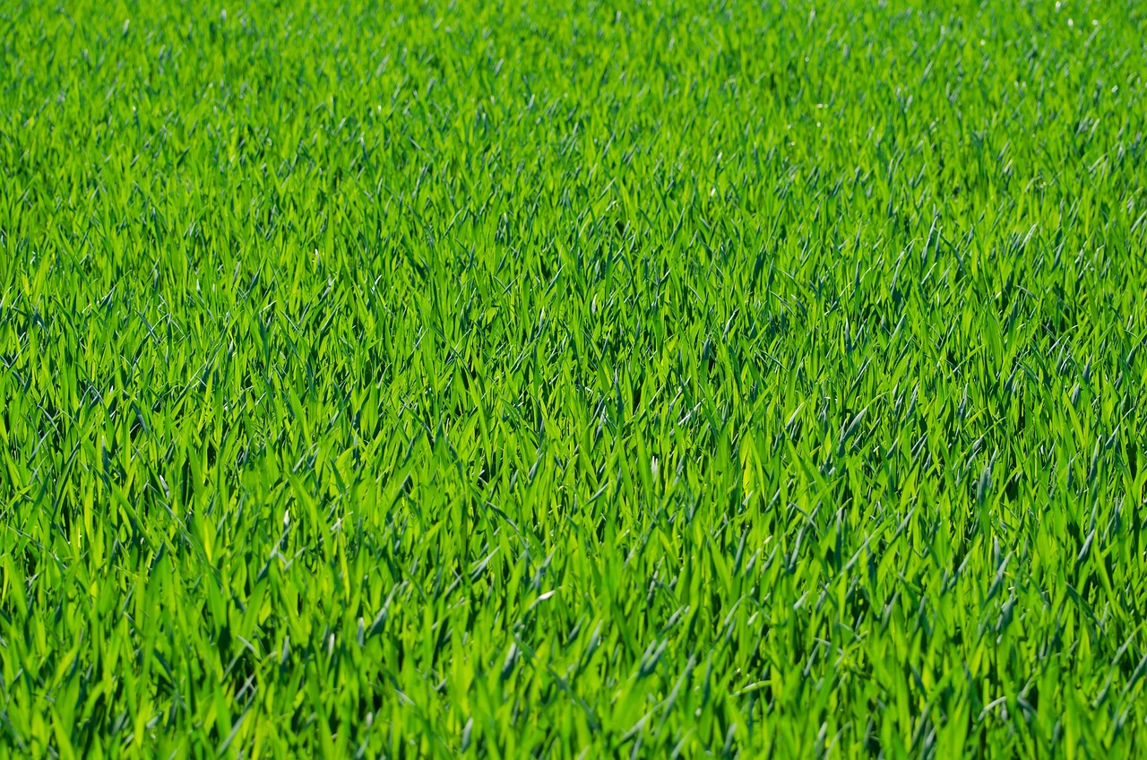 Two dogs on leashes walking parallel at a safe distance in a grassy park with their owners.