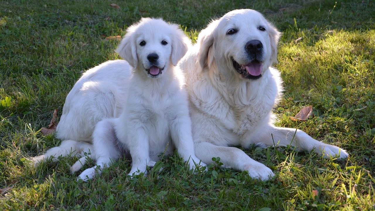 A golden retriever and a cat relaxing safely on opposite sides of a baby gate in a bright living room.