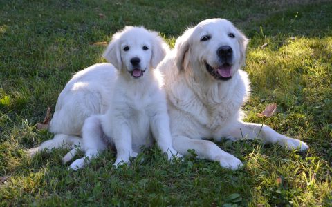 A golden retriever and a cat relaxing safely on opposite sides of a baby gate in a bright living room.