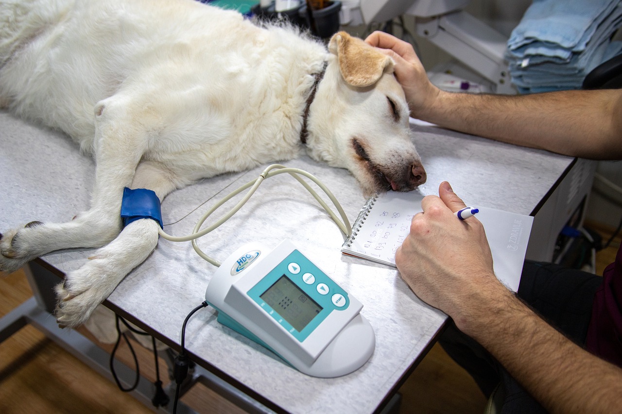 A veterinarian reviewing electronic medical chart notes during an examination in a modern veterinary clinic.