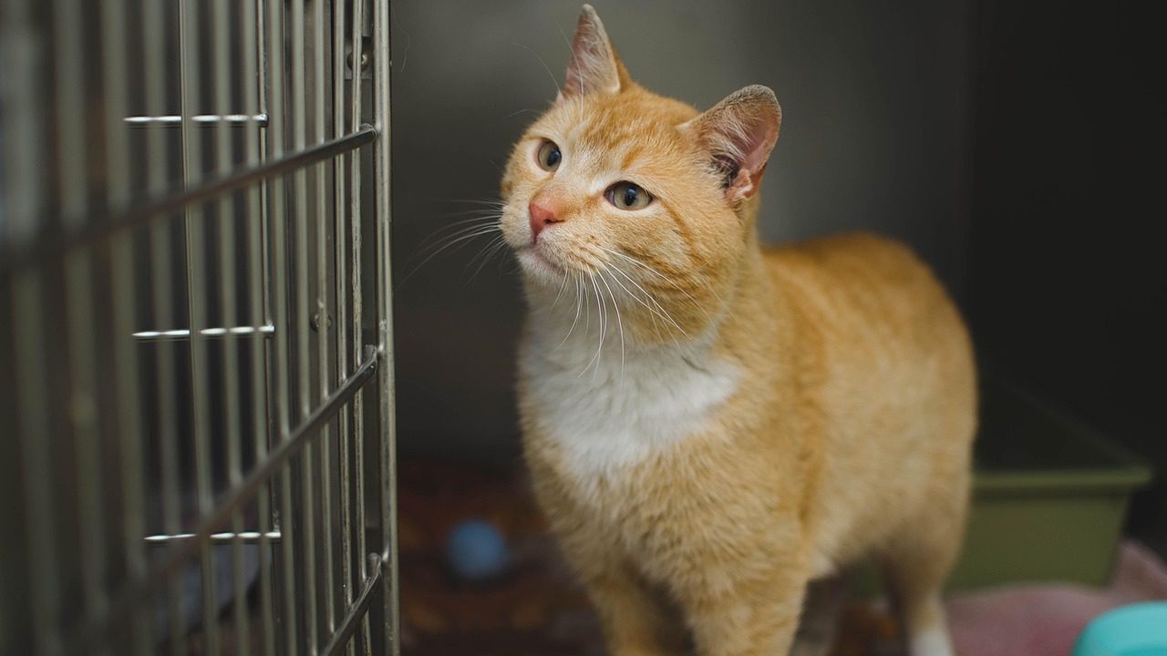 A calm domestic cat peering out from an open carrier in a veterinary setting.