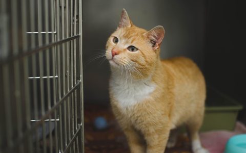 A calm domestic cat peering out from an open carrier in a veterinary setting.