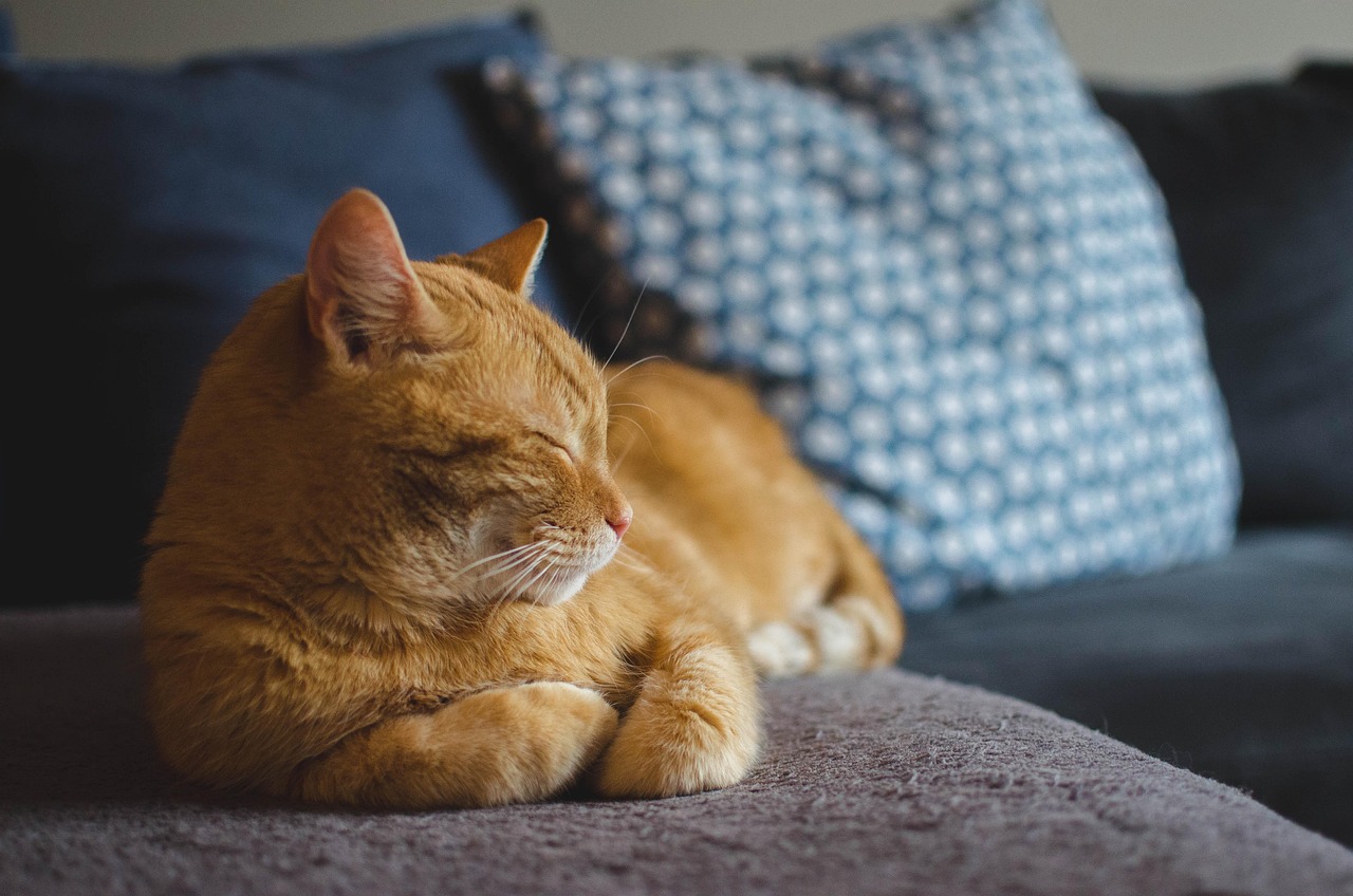 Close-up of a resting senior cat showing a relaxed expression.