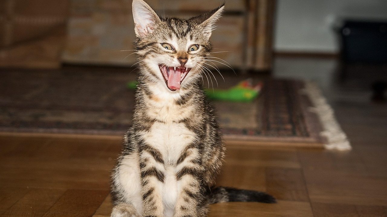 Veterinarian carefully examining an older cat's teeth in a clinic setting.