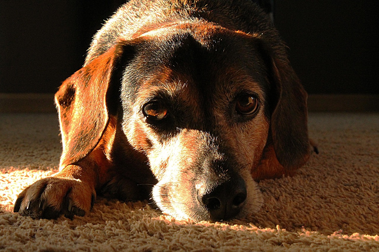 A calm senior dog resting comfortably in a sunlit living room.