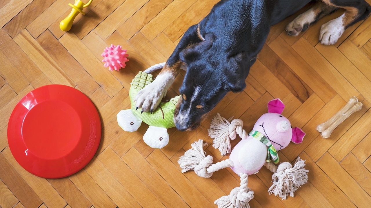 An elderly senior dog focused on an interactive puzzle toy on a living room rug.