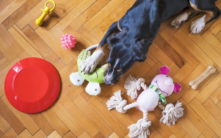 An elderly senior dog focused on an interactive puzzle toy on a living room rug.