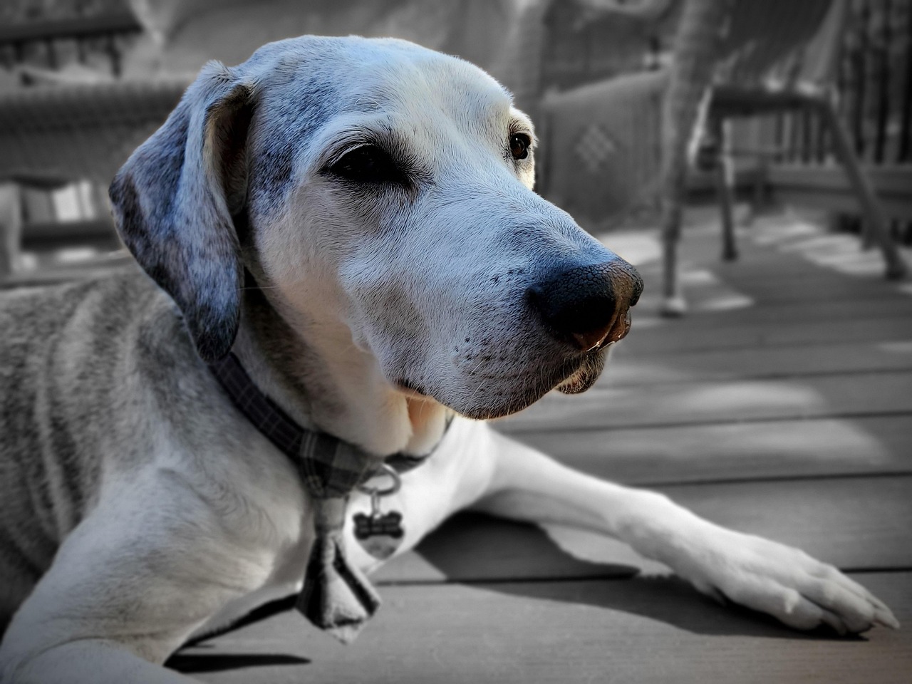 Senior dog wearing grip booties to prevent slipping on polished wooden floor.