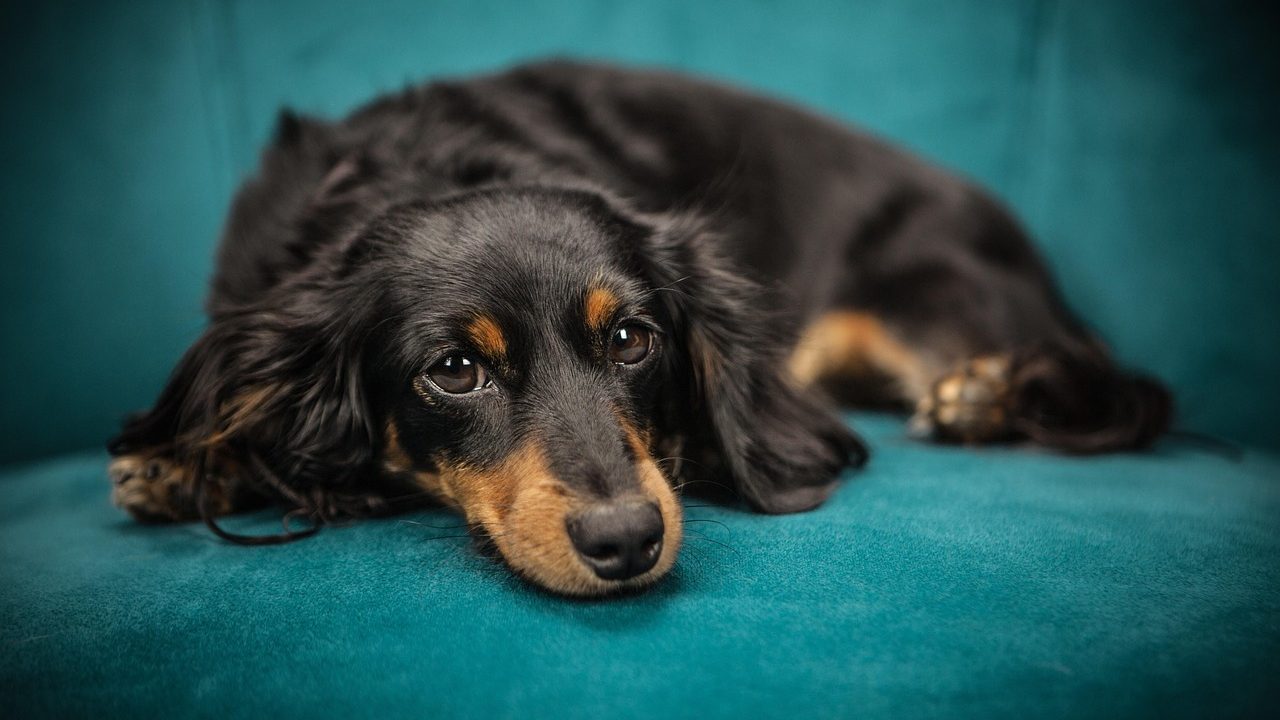 Senior dog resting near a carpeted ramp and non-slip rugs in a modern home living room.